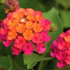 Bandana Lantana