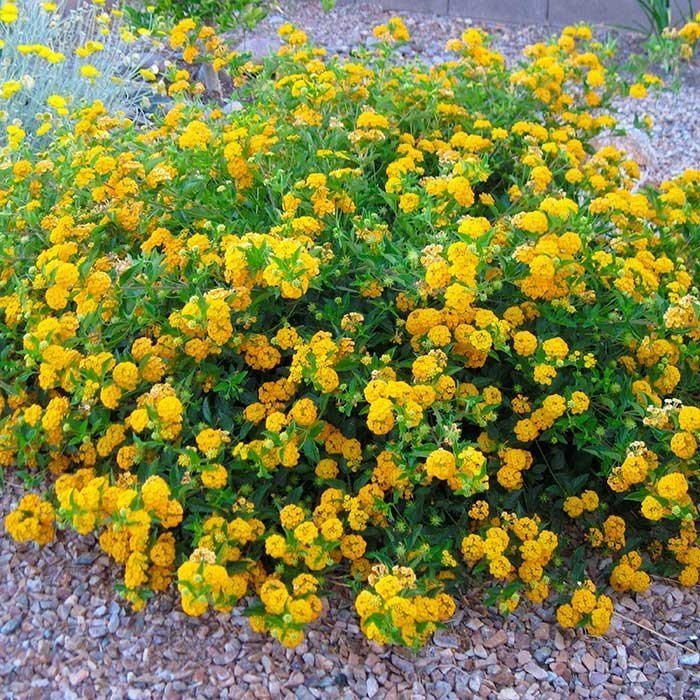 New Gold Lantana