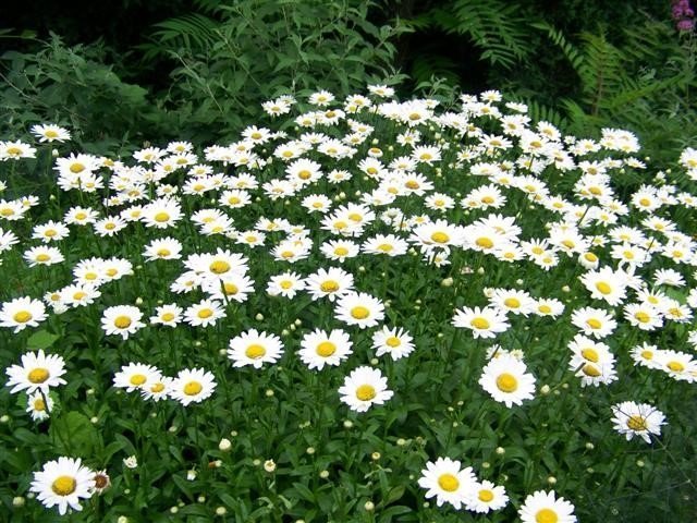 Shasta Daisy