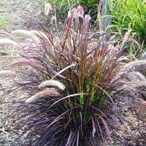 Grass Purple fountain grass