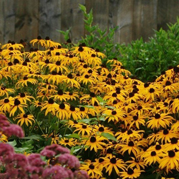 Black-eyed Susan