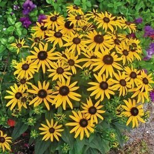 Black-eyed Susan