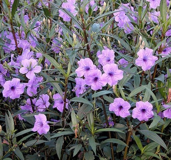 Mexican petunia
