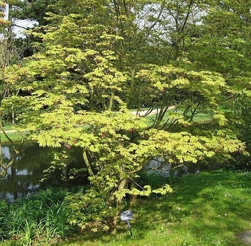 Japanese Maple