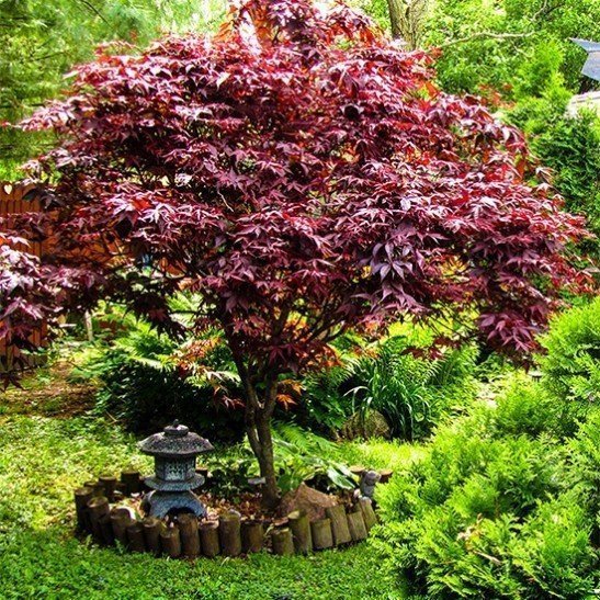 Bloodgood Japanese Maple