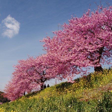 Kwanzan Cherry Tree