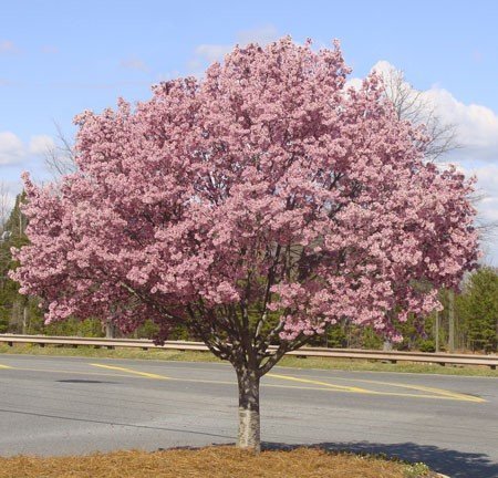 Okame Cherry Tree