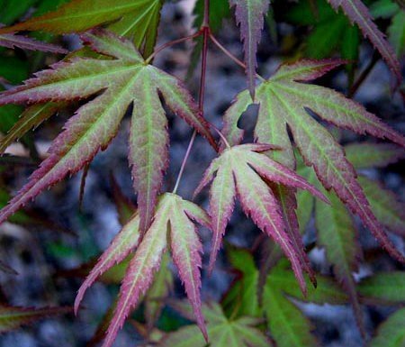 Coral Magic Japanese Maple