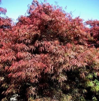 Japanese Maple