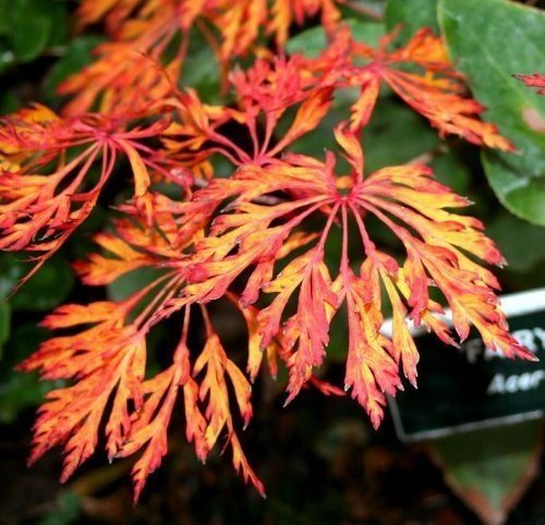 Fairy Lights Japanese Maple