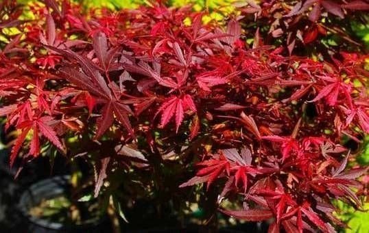 Fireball Japanese Maple