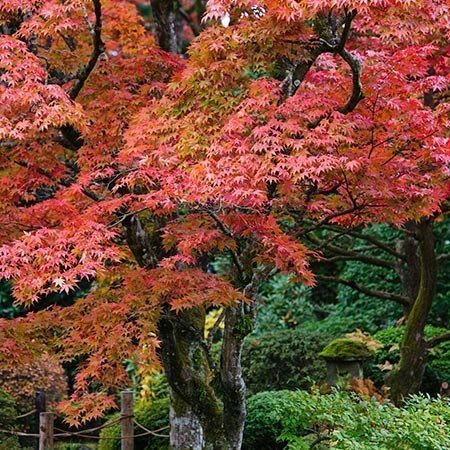 Fireglow Japanese Maple