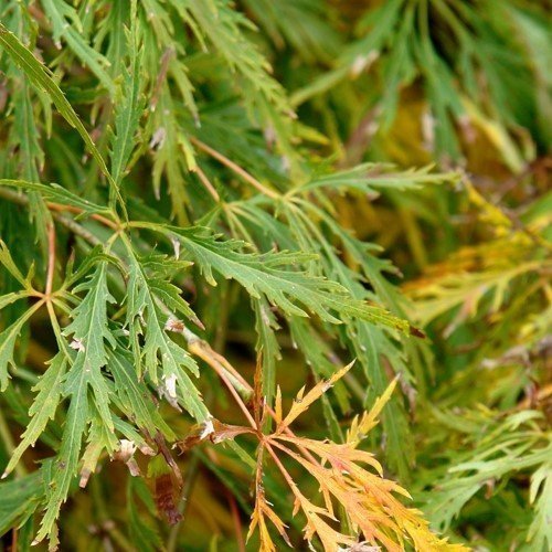 Flavescens Japanese Maple