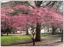 Japanese Flowering Apricot