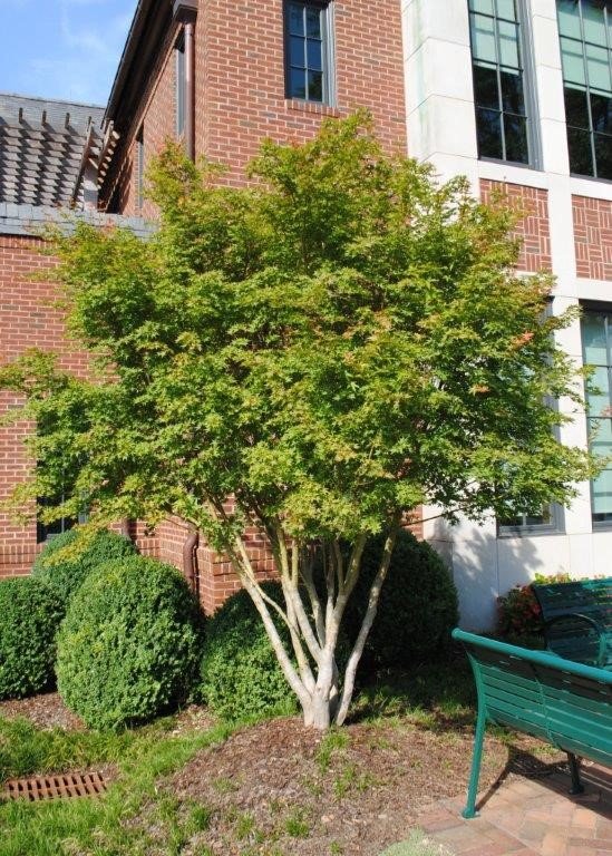 Green Seedlings Japanese Maple