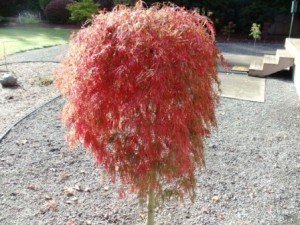 Hana Matoi Japanese Maple