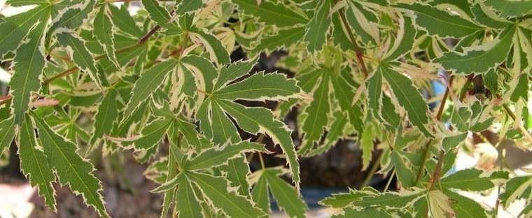 Japanese Maple