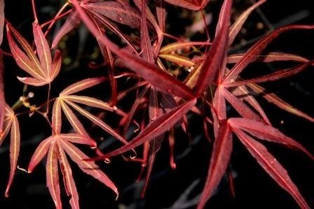 Hubbs Red Willow Japanese Maple
