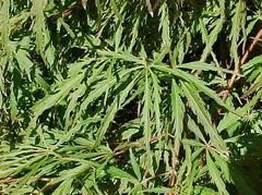 Crimson Queen Japanese Maple