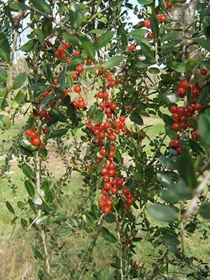 Weeping Yaupon Holly
