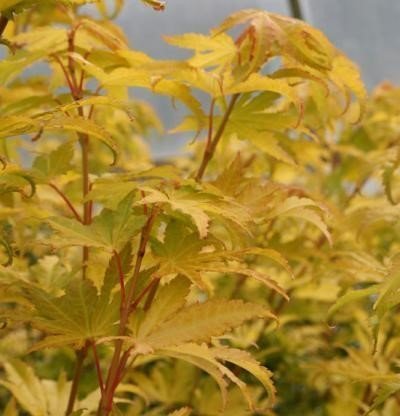 Japanese Maple