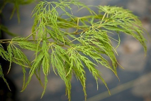 Lemon Lime Lace Japanese Maple