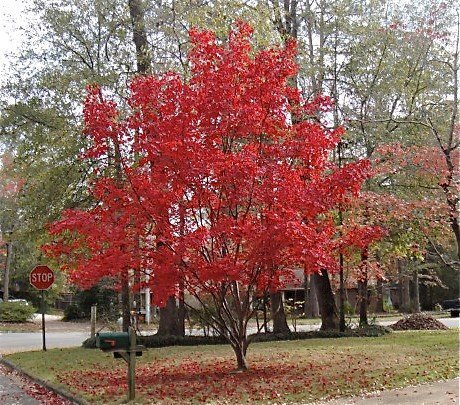 Moonfire Japanese Maple