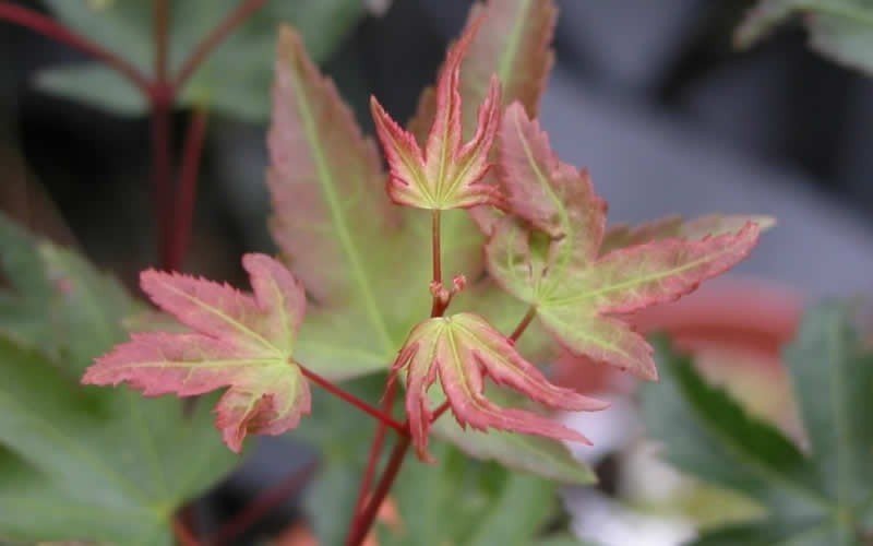 Murasaki Kiyohime Japanese Maple