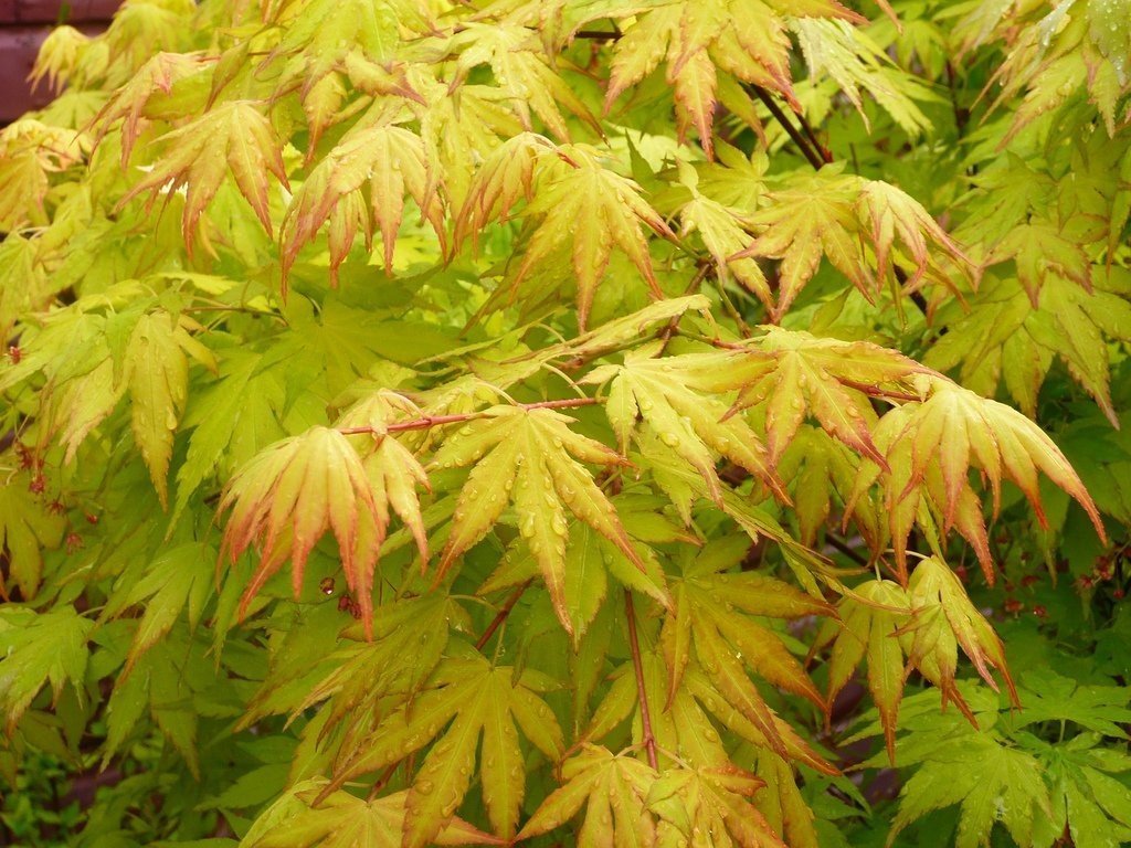 Orange Dream Japanese Maple