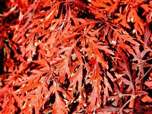 Orangeola Japanese Maple