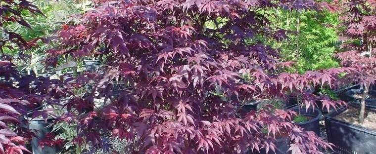 Red Emperor Japanese Maple