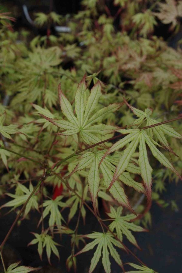 Peaches & Cream Japanese Maple