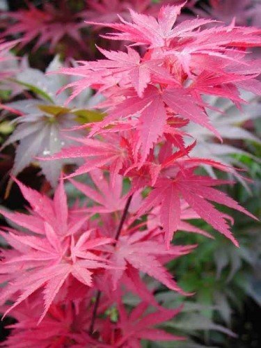 Pixie Japanese Maple