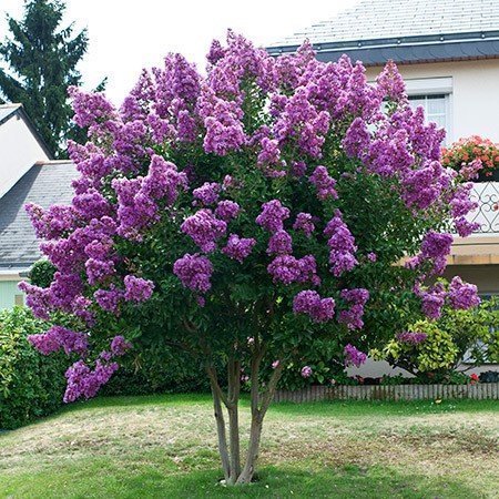 Purple Crape Myrtle