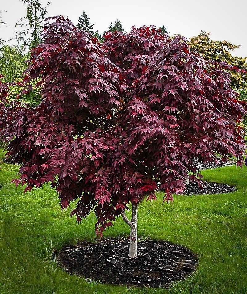 Purple Ghost Japanese Maple