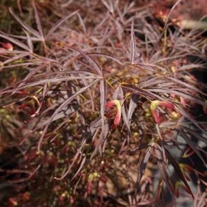 Japanese Maple