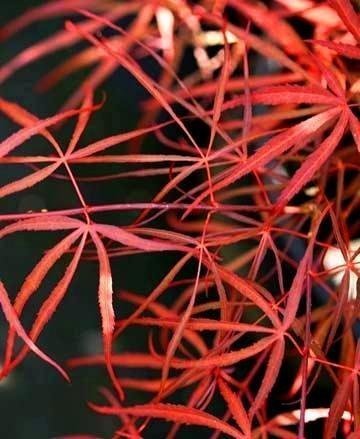 Red Spider Japanese Maple