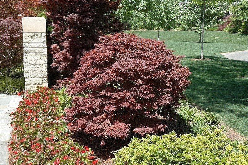 Japanese Maple