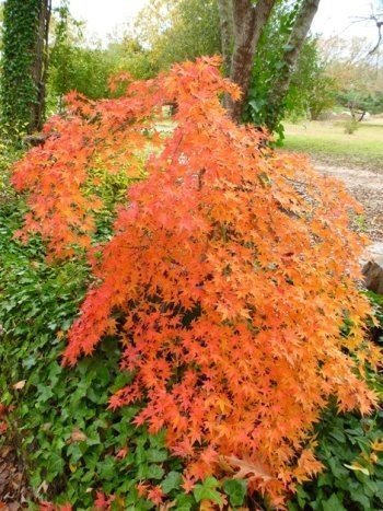 Ryusen Japanese Maple