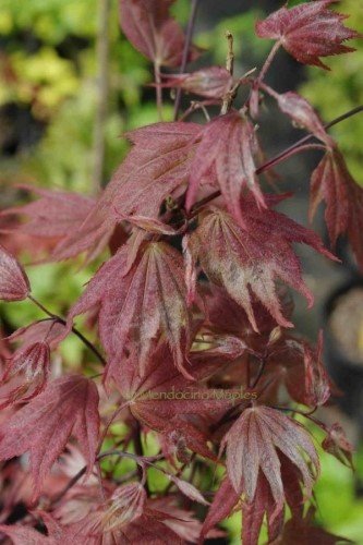 Japanese Maple