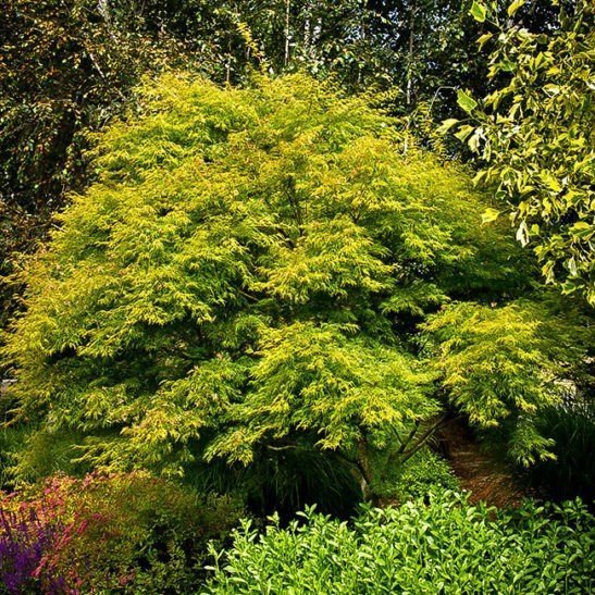 Seiryu Japanese Maple