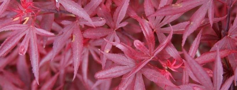 Shaina Japanese Maple