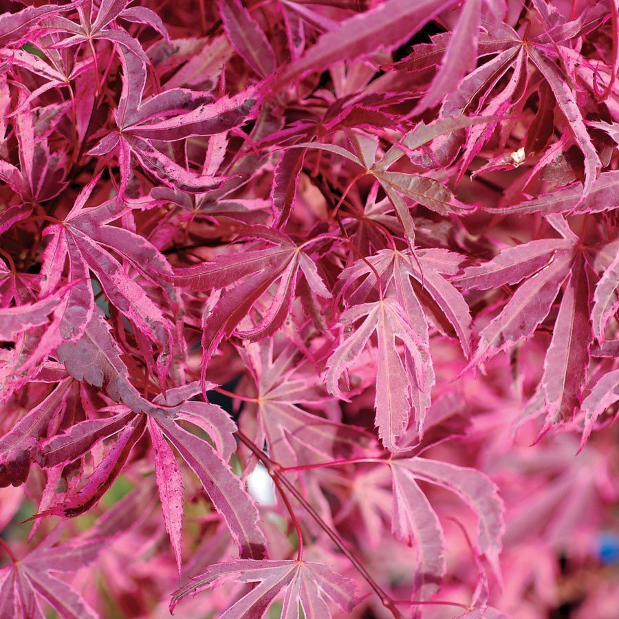 Shirazz Japanese Maple