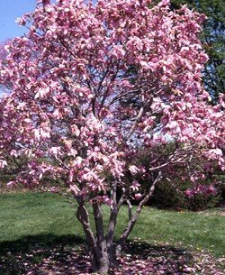 Small Magnolias