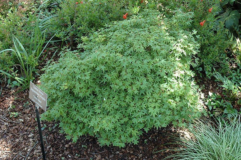 Tama Hime Japanese Maple