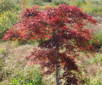 Japanese Maple
