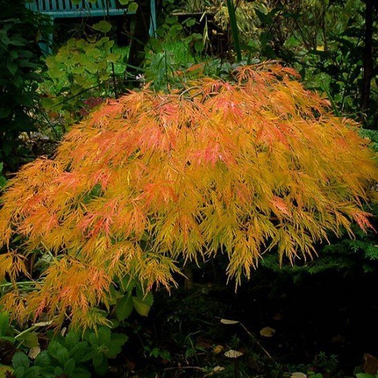 Waterfall Japanese Maple