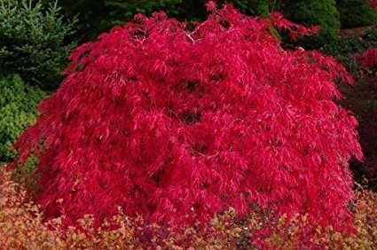 Scarlet Princess Dwarf Japanese Maple