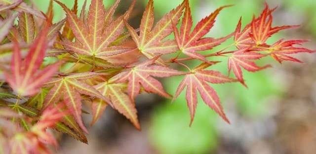 Japanese Maple