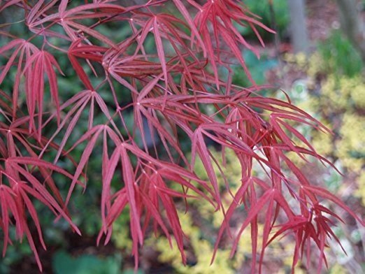 Japanese Maple